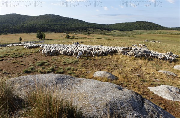 Flock of sheep in the hamlet of Bellecoste