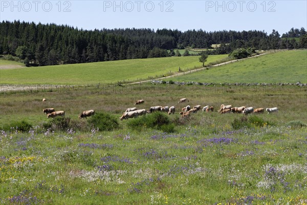 Cattle grazing on a meadow