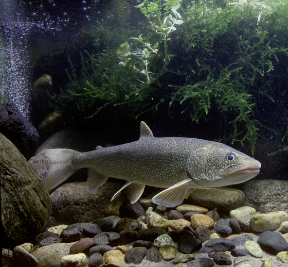 Lake Trout (Salvelinus namaycush)