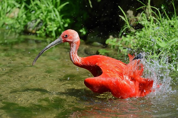 Scarlet Ibis (Eudocimus ruber)