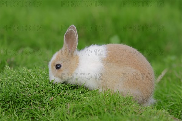 Dwarf Rabbit (Oryctolagus cuniculus forma domestica)