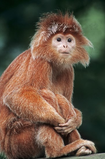 Eastern Javan lutung or spangled ebony lutung (Trachypithecus auratus auratus)