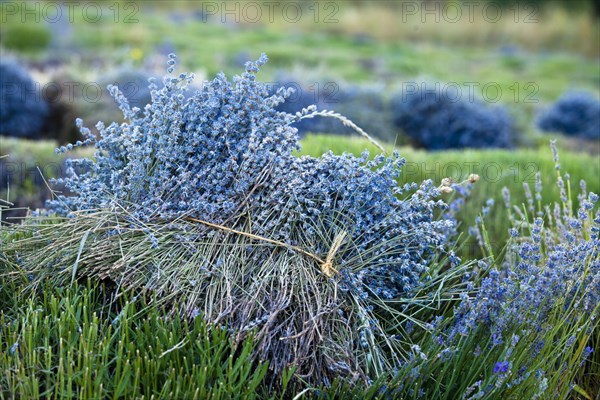 Freshly harvested Lavender (Lavandula angustifolia)