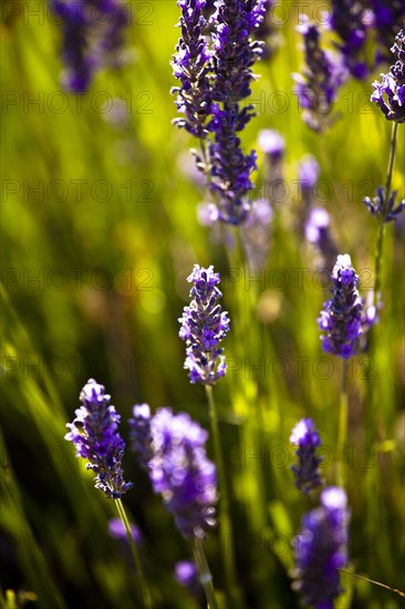 Lavender (Lavandula angustifolia)