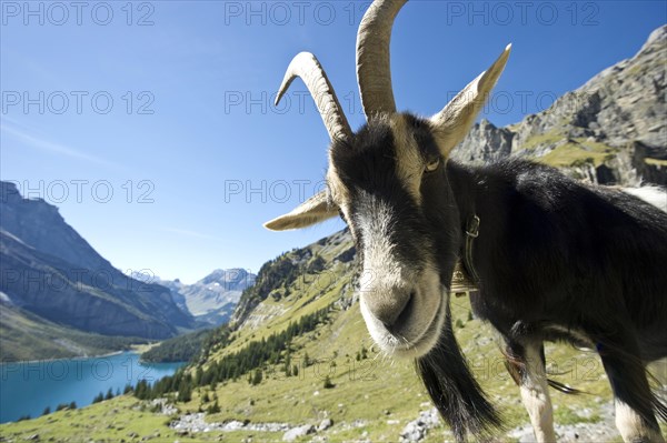 Domestic goat at Oeschinensee
