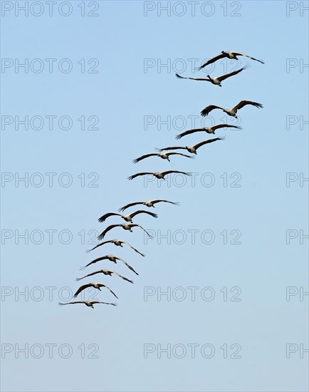 Demoiselle Cranes (Anthropoides virgo) in flight