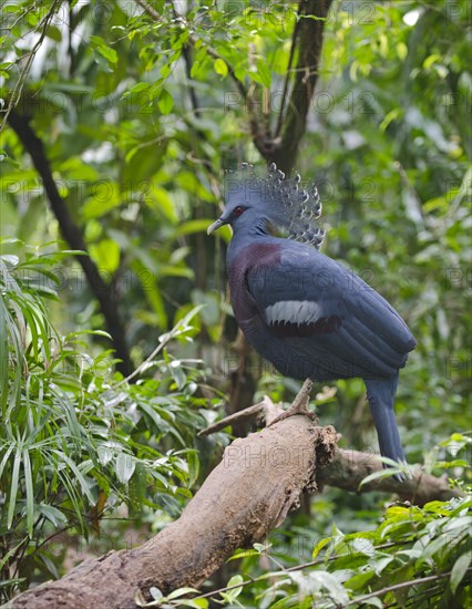 Victoria Crowned Pigeon (Goura victoria)