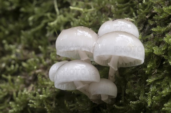 Porcelain Fungus (Oudemansiella mucida)