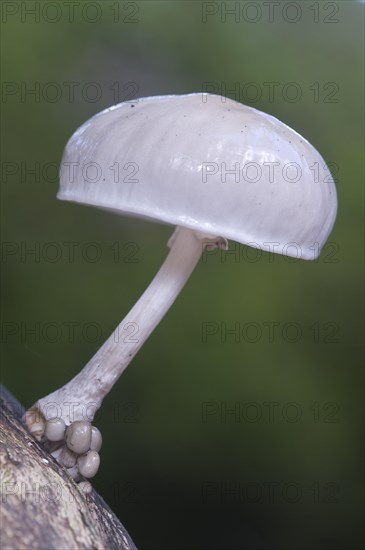 Porcelain mushroom (Oudemansiella mucida)