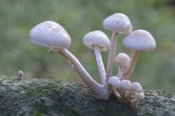 Porcelain mushrooms (Oudemansiella mucida)