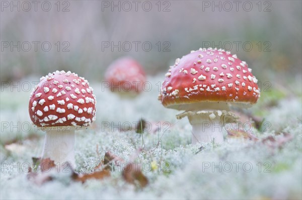 Fly Agaric mushrooms (Amanita muscaria)