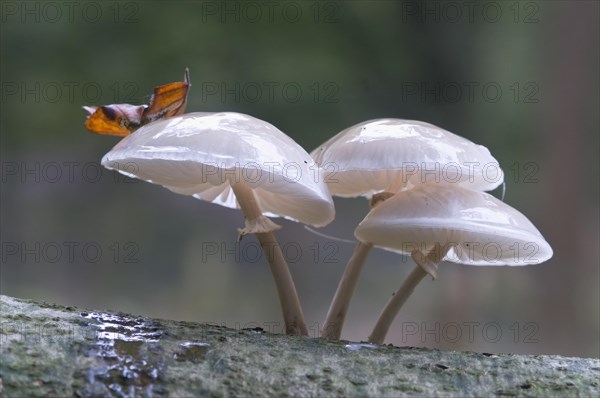 Porcelain Fungus or Slimy Beech Cap (Oudemansiella mucida)