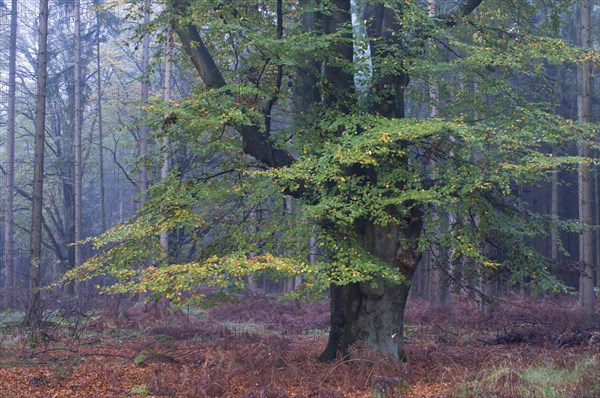 European Beech (Fagus sylvatica)