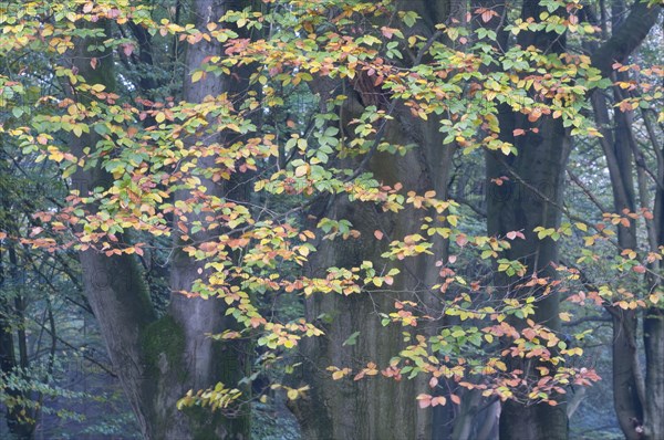 Beech leaves (Fagus sylvatica)