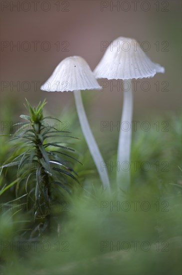 Bonnets (Mycena sp.)