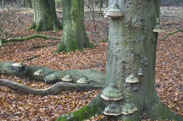 Tinder fungus (Fomes fomentarius) on European Beech