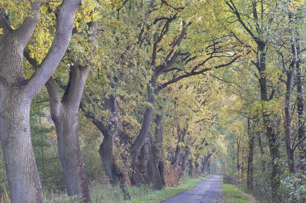 Avenue with Oaks (Quercus robur)