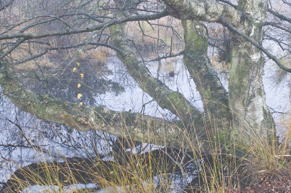 European White Birch or Downy Birch (Betula pubescens)