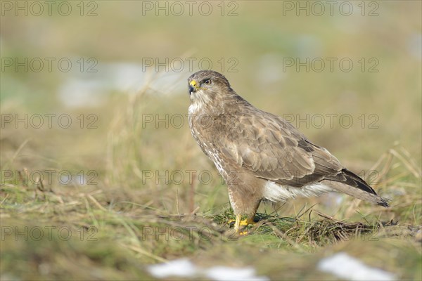 Buzzard (Buteo buteo)