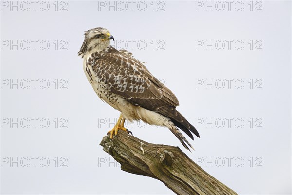 Buzzard (Buteo buteo)