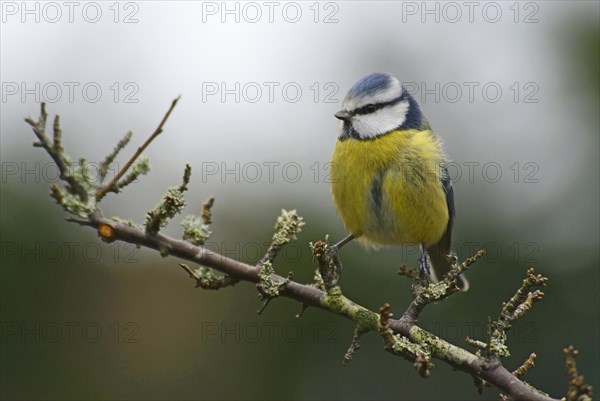 Blue Tit (Cyanistes caeruleus