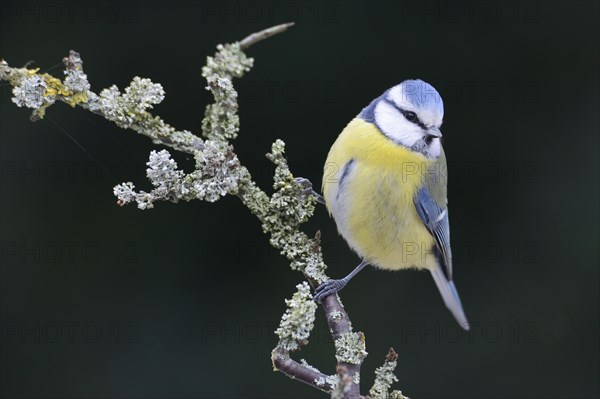 Blue Tit (Cyanistes caeruleus