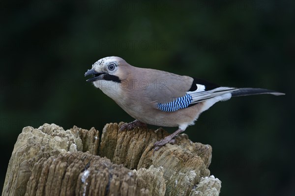 Jay (Garrulus glandarius)