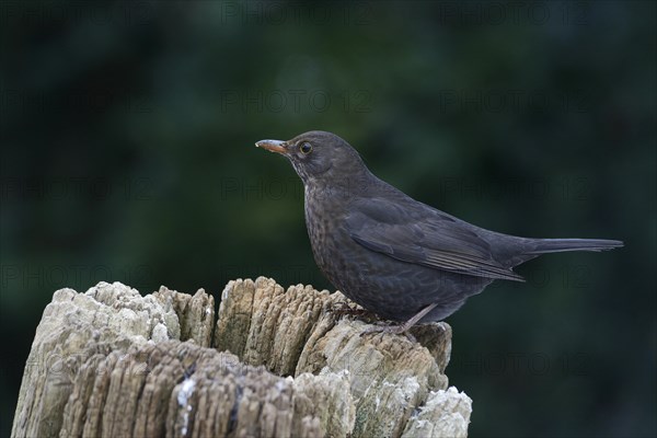 Blackbird (Turdus merula)