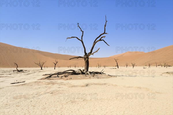 Dead trees on parched clay pan before red dune landscape