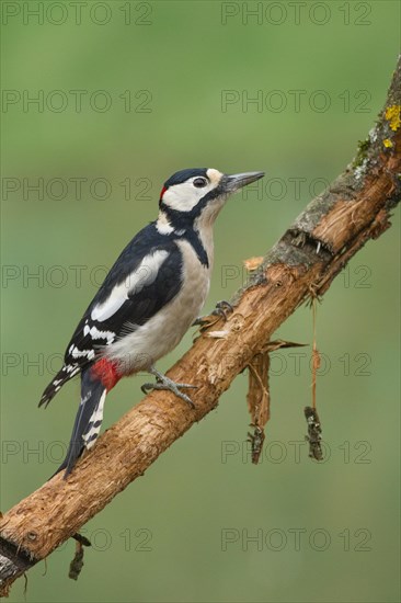 Great Spotted Woodpecker (Dendrocopos major)