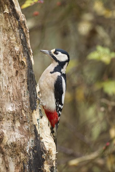 Great Spotted Woodpecker (Dendrocopos major)