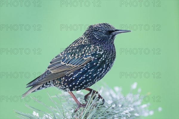 Common Starling (Sturnus vulgaris)