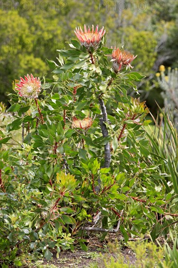 Giant Protea (Protea cynaroides)