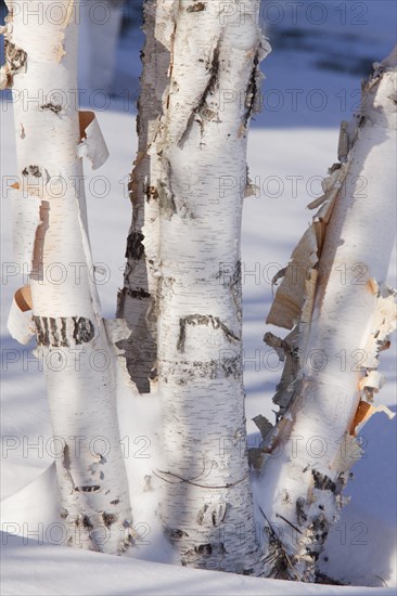 Paper Birch (Betula papyrifera)