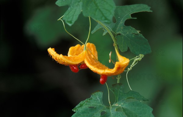 Herbaceous Vine (Momordica charantia)