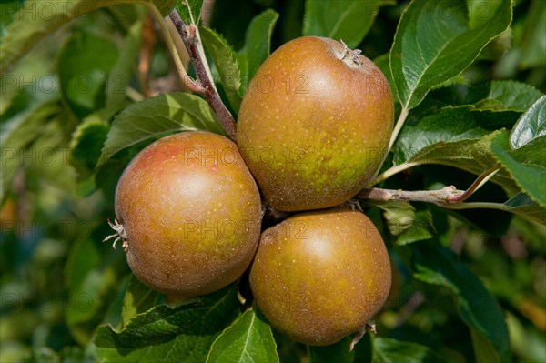 Cultivated Apple (Malus domestica)