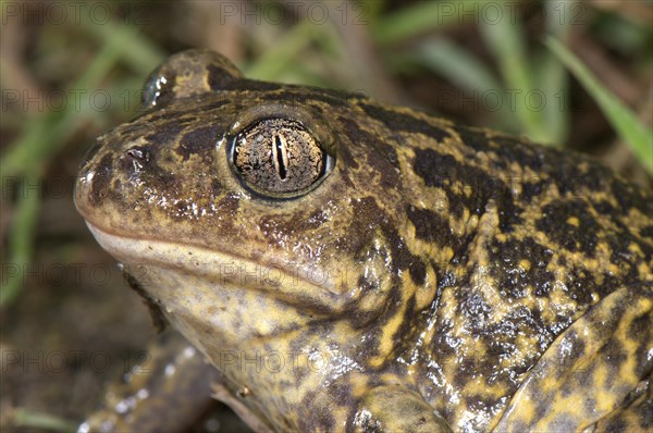 Western Spadefoot (Pelobates cultripes)