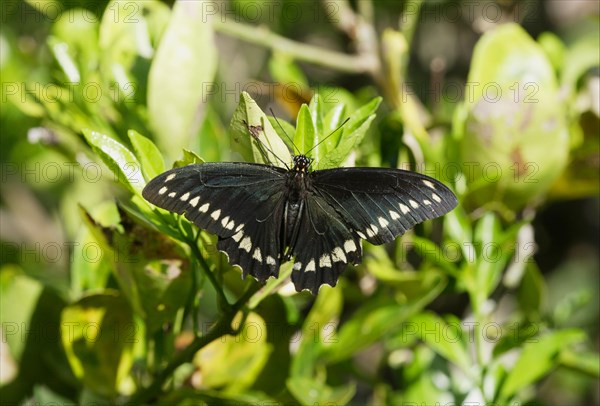 Gold Rim Swallowtail (Battus polydamas jamaicensis)