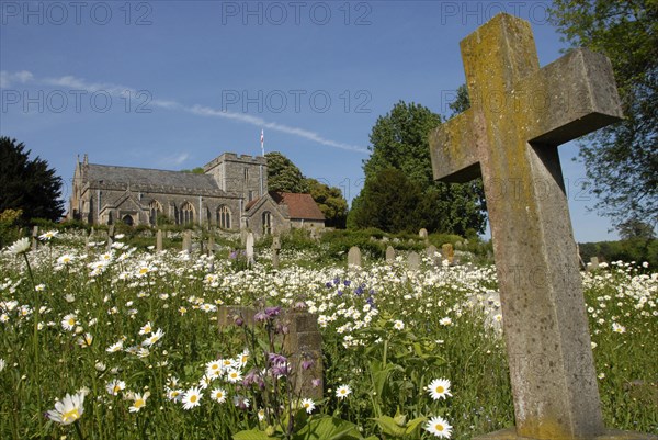 Ox-eye Daisy (Leucanthemum vulgare) flowering mass