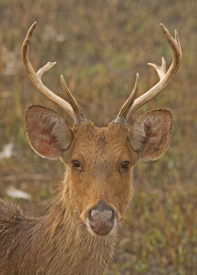 Swamp Deer (Rucervus duvaucelii duvaucelii)