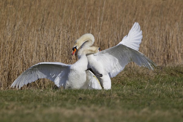 Mute Swan (Cygnus olor)