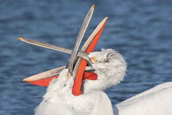 Dalmatian Pelican (Pelecanus crispus)