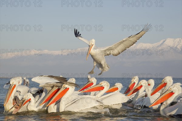 Dalmatian Pelican (Pelecanus crispus)