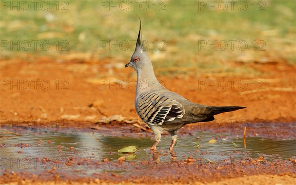 Crested Pigeon (Geophaps lophotes)