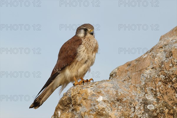 Nankeen Kestrel (Falco cenchroides)