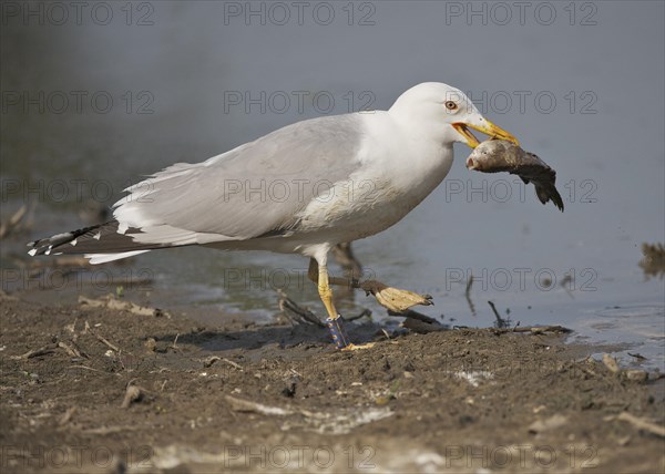 Caspian Gull (Larus cachinnans)