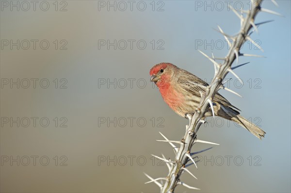 House Finch (Carpodacus mexicanus)