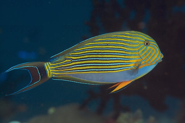 Striped Surgeonfish (Acanthurus lineatus)