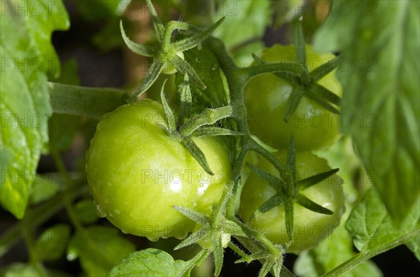 Tomato (Solanum sp.)