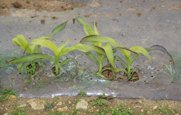 Maize (Zea mays) forage crop